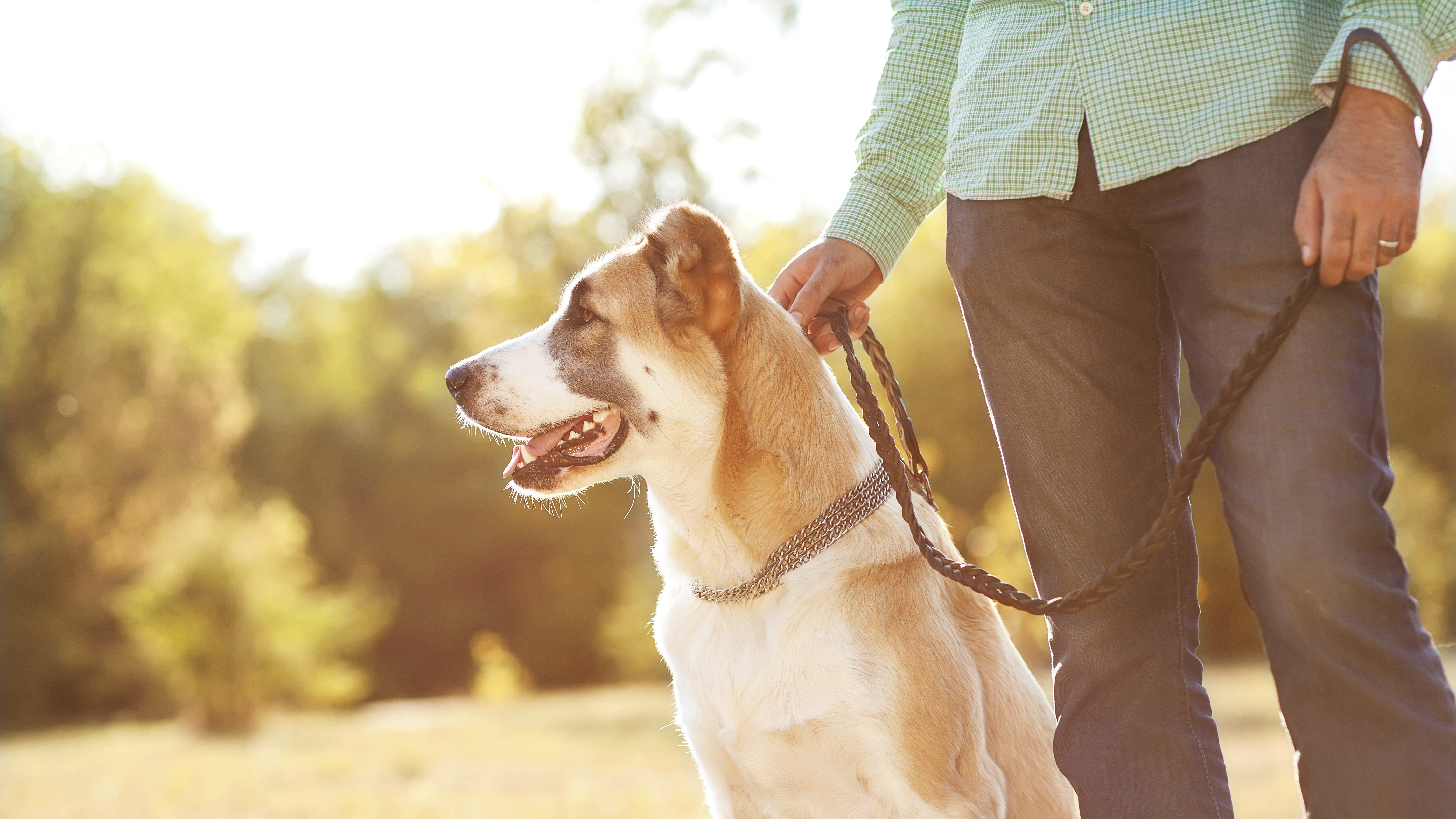 6 Must Have Qualities of a Good Pet Sitter