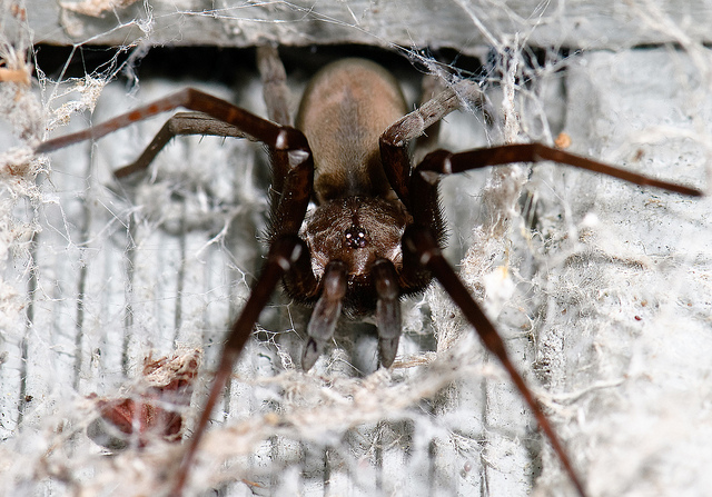 Black hairy spiders in ohio Black hairy spiders in ohio can
