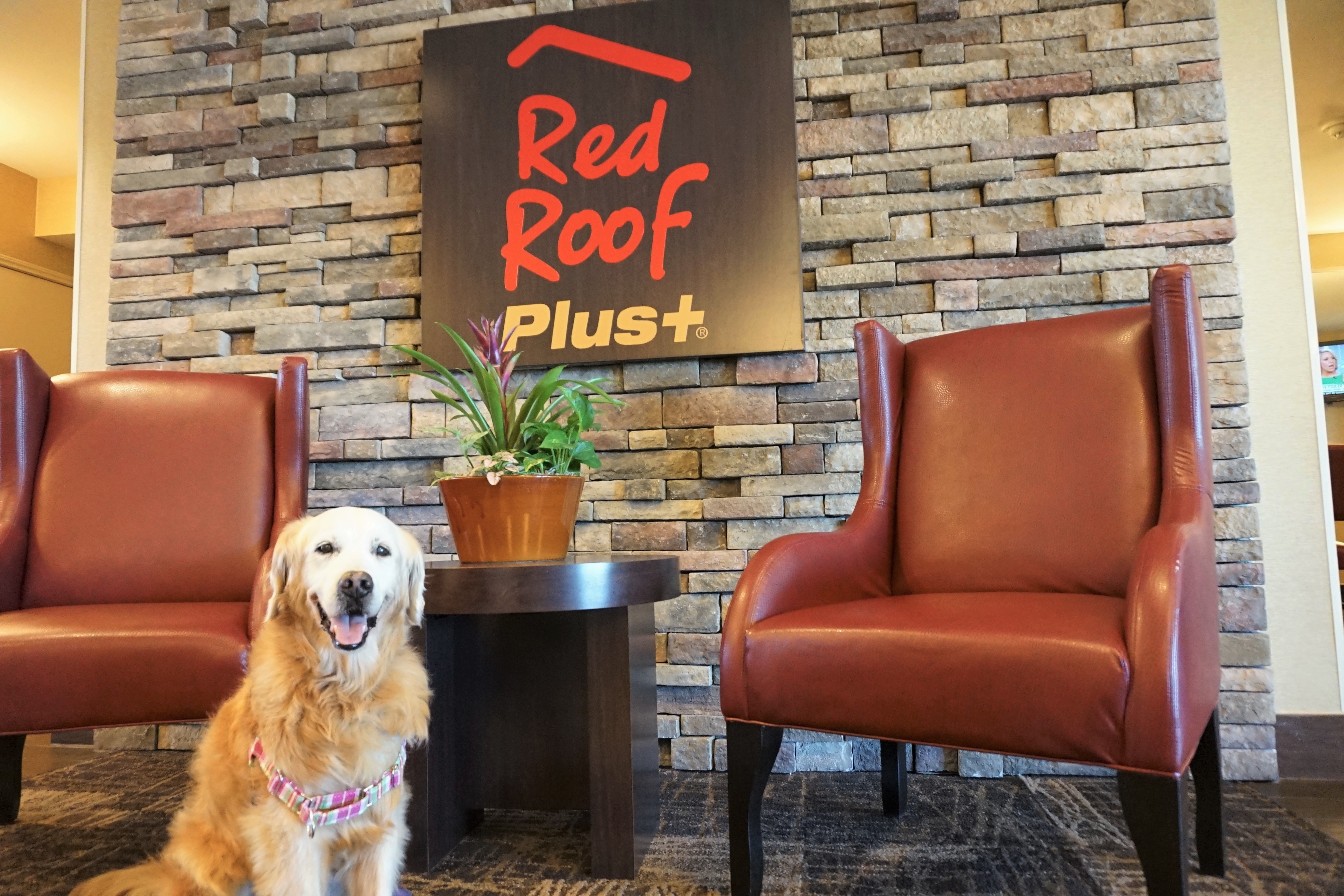 About Red Roof Red Roof Inn is a leader in the economy lodging industry, serving millions of satisfied guests each year. And not only this, but they make it their primary goal to provide customers with super savings without sacrificing their comfort level–and that includes pets, too.