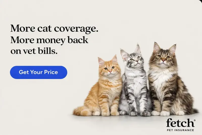 Fetch Cat Insurance