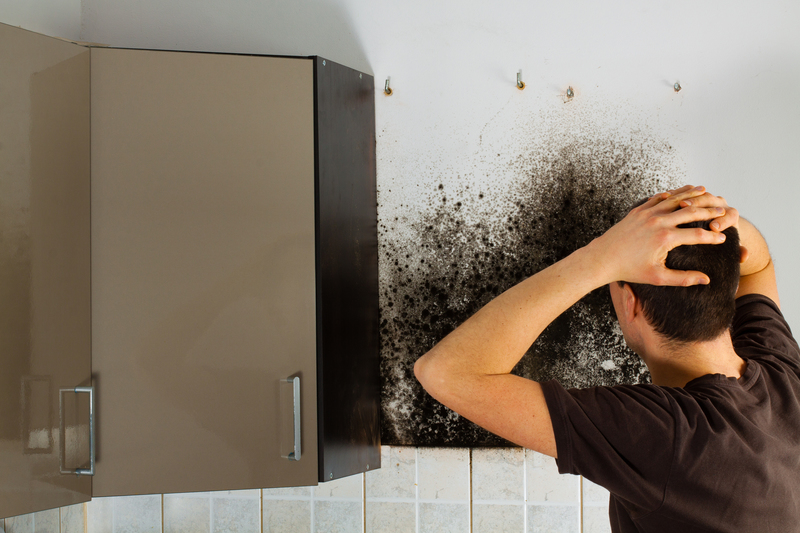 Does Your Homeowners Insurance Cover Mold Does Your Homeowners Insurance Cover Mold